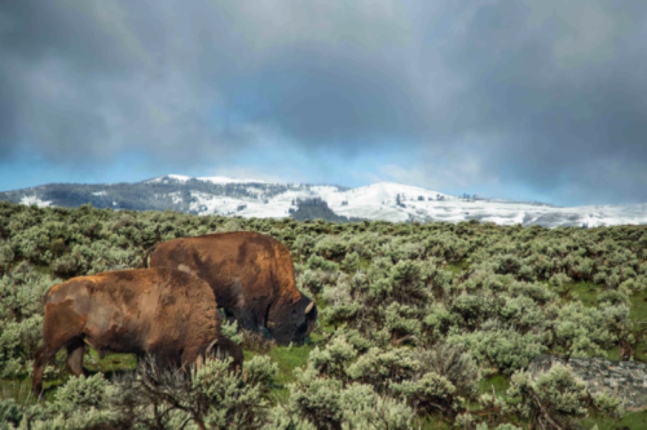 Bison Grazing amongst Sagebrush
Lamar Valley, Yellowstone